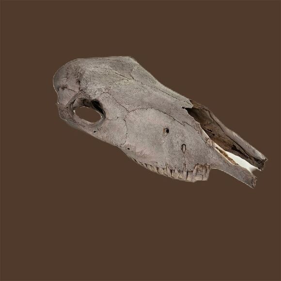 Authentic Animal Skull Collectible - Natural Bone - Wildlife Enthusiast Decor - Picture 2 of 5